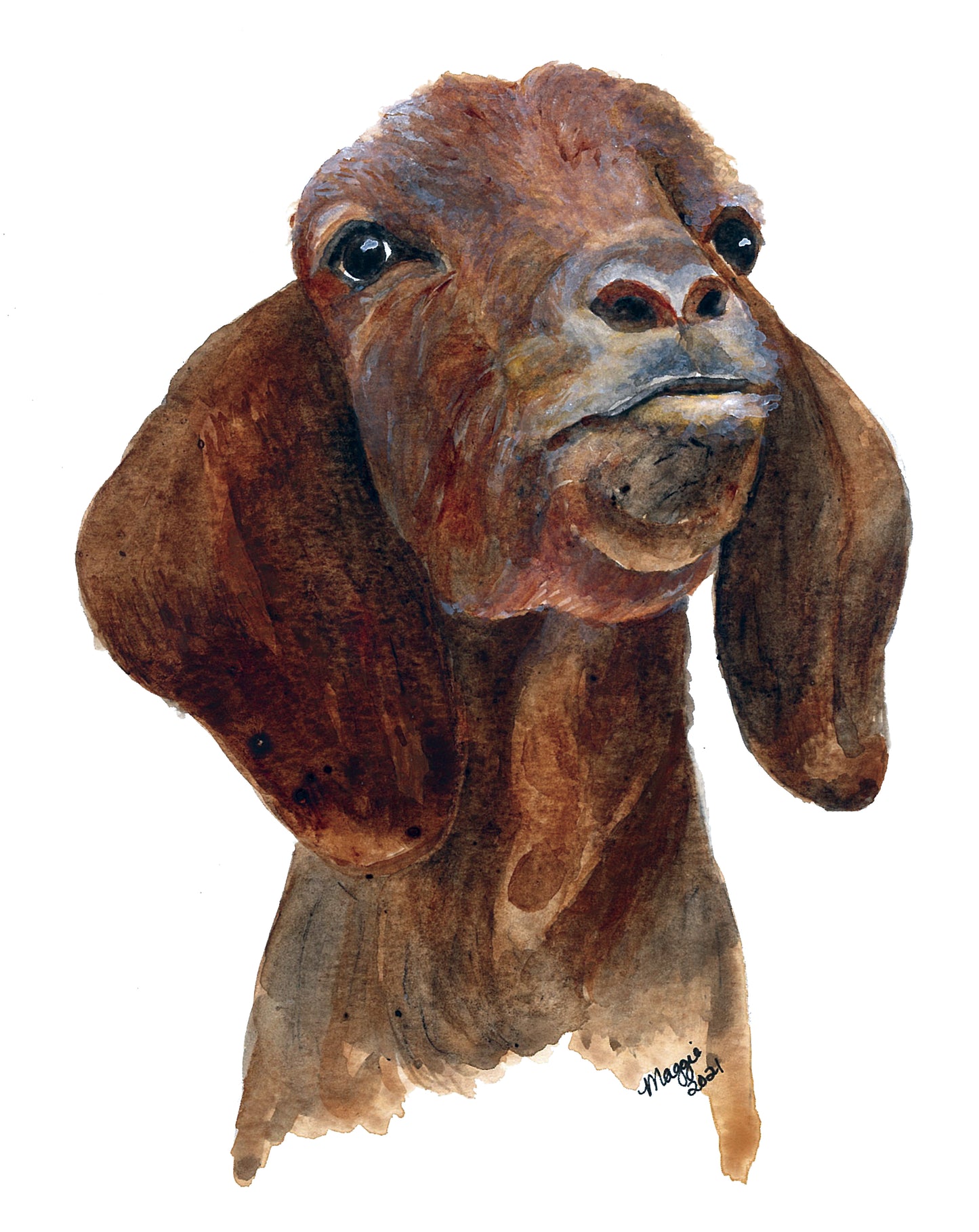 Animal Portraits