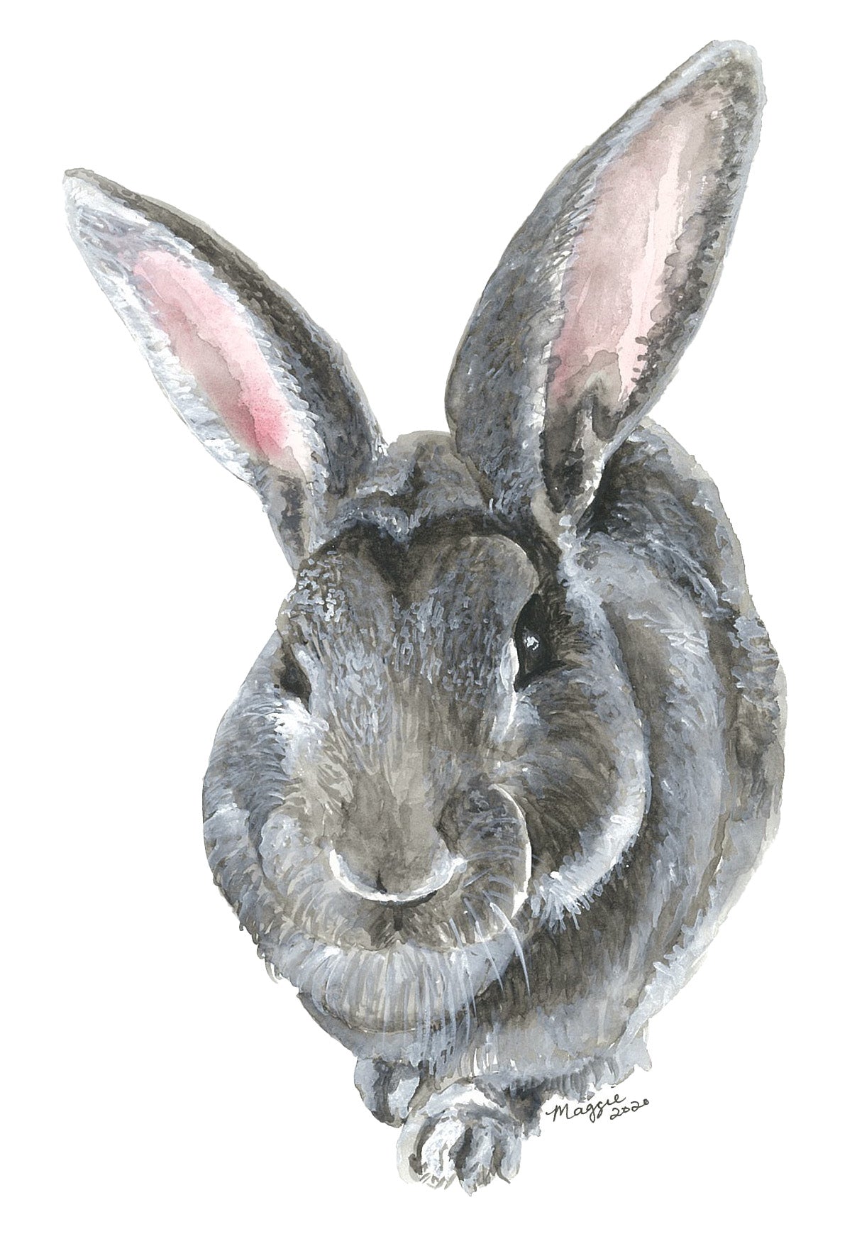 Animal Portraits