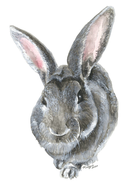 Animal Portraits