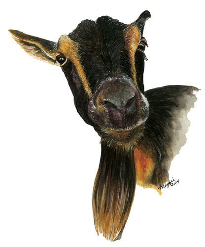 Animal Portraits