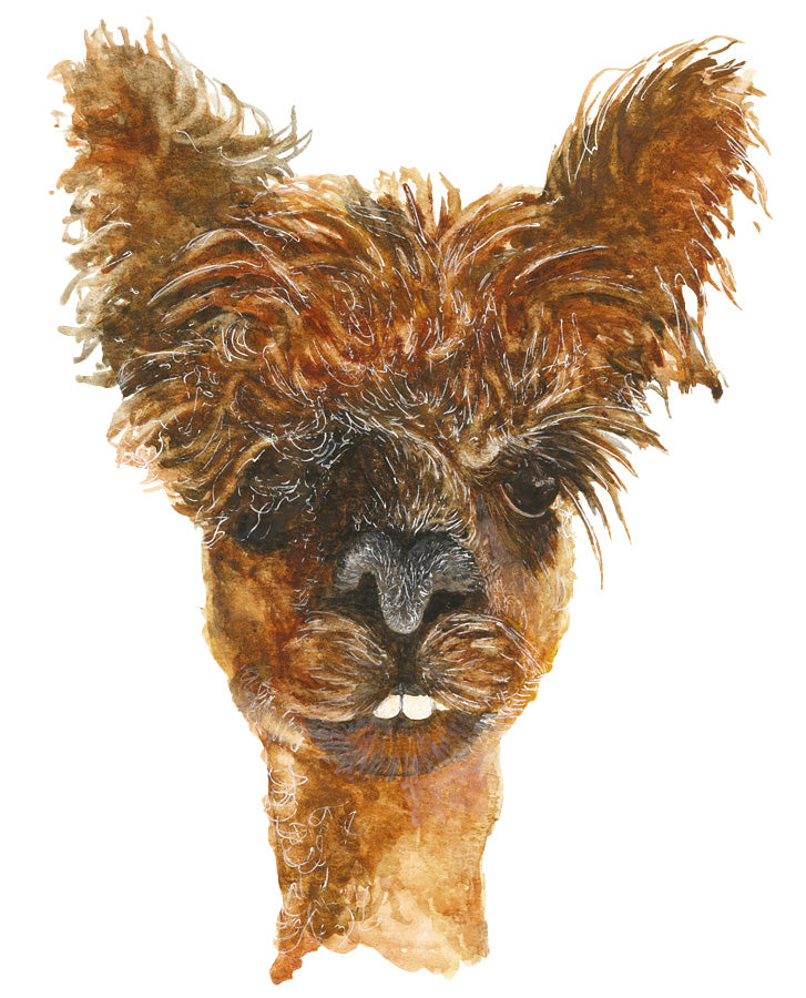 Animal Portraits