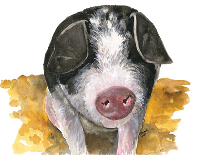 Animal Portraits