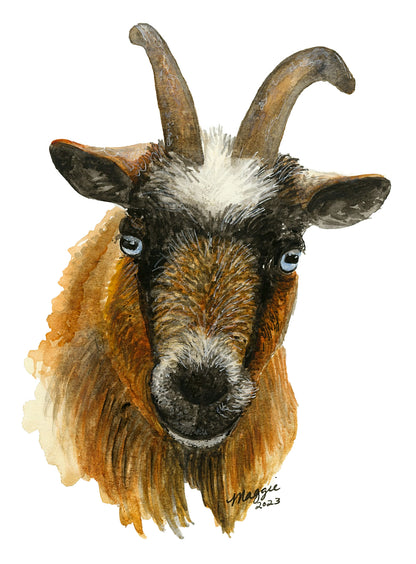 Animal Portraits