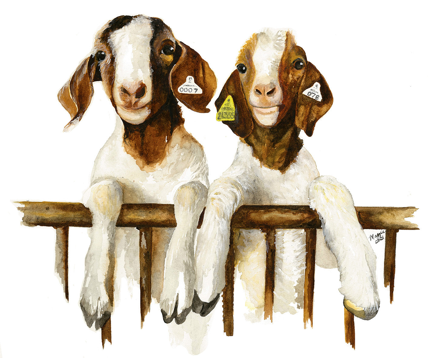 Animal Portraits