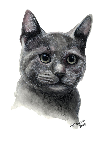 Animal Portraits
