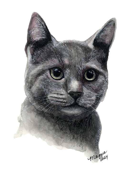Animal Portraits